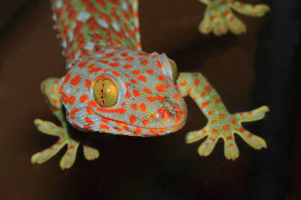 istock Tokay Gekko with orange dots 1395496833