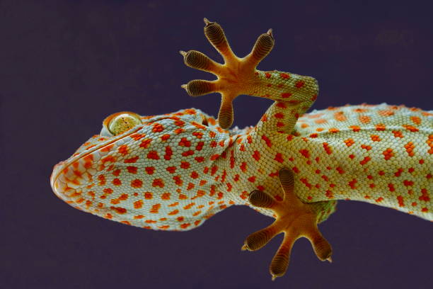 istock Tokay Gekko with orange dots 1395496867
