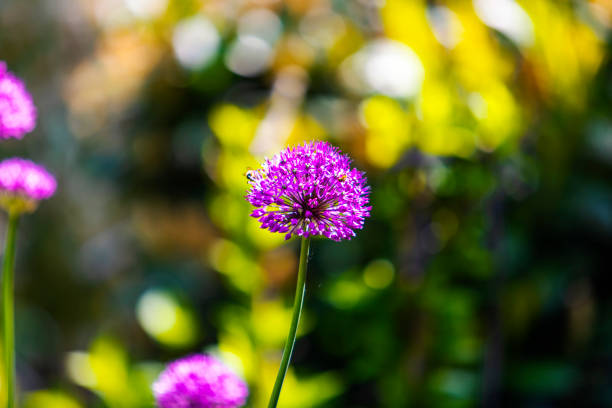 Purple allium giganteum flower in the formal garden