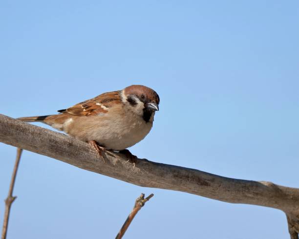 istock Sparrow bird on a withered branch against the sky. 1395497591