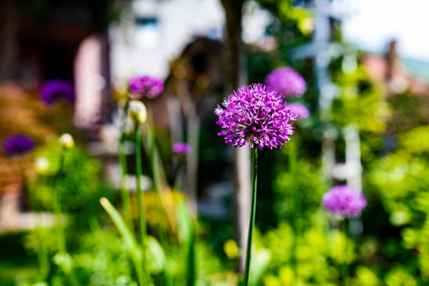Purple allium giganteum flower in the formal garden