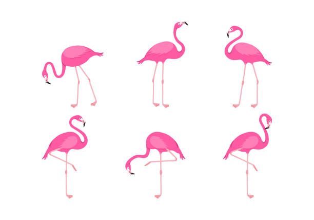 flamingo-vektor-set, cartoon rosa tropischer vogel, sommertier-ikone, niedliche zoo-figur. illustration der exotischen fauna - tropenvogel stock-grafiken, -clipart, -cartoons und -symbole