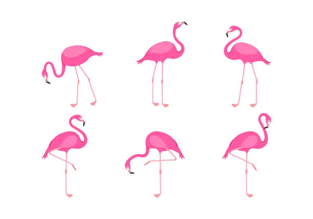 illustrations, cliparts, dessins animés et icônes de ensemble de vecteurs flamants roses, oiseau tropical rose dessin animé, icône d’animal d’été, personnage de zoo mignon. illustration de la faune exotique - flamingo bird isolated animal leg