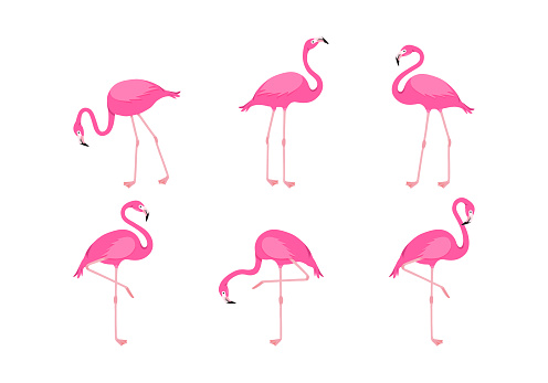 Flamingo vector set, cartoon pink tropical bird, summer animal icon, cute zoo character isolated on white background. Exotic fauna illustration
