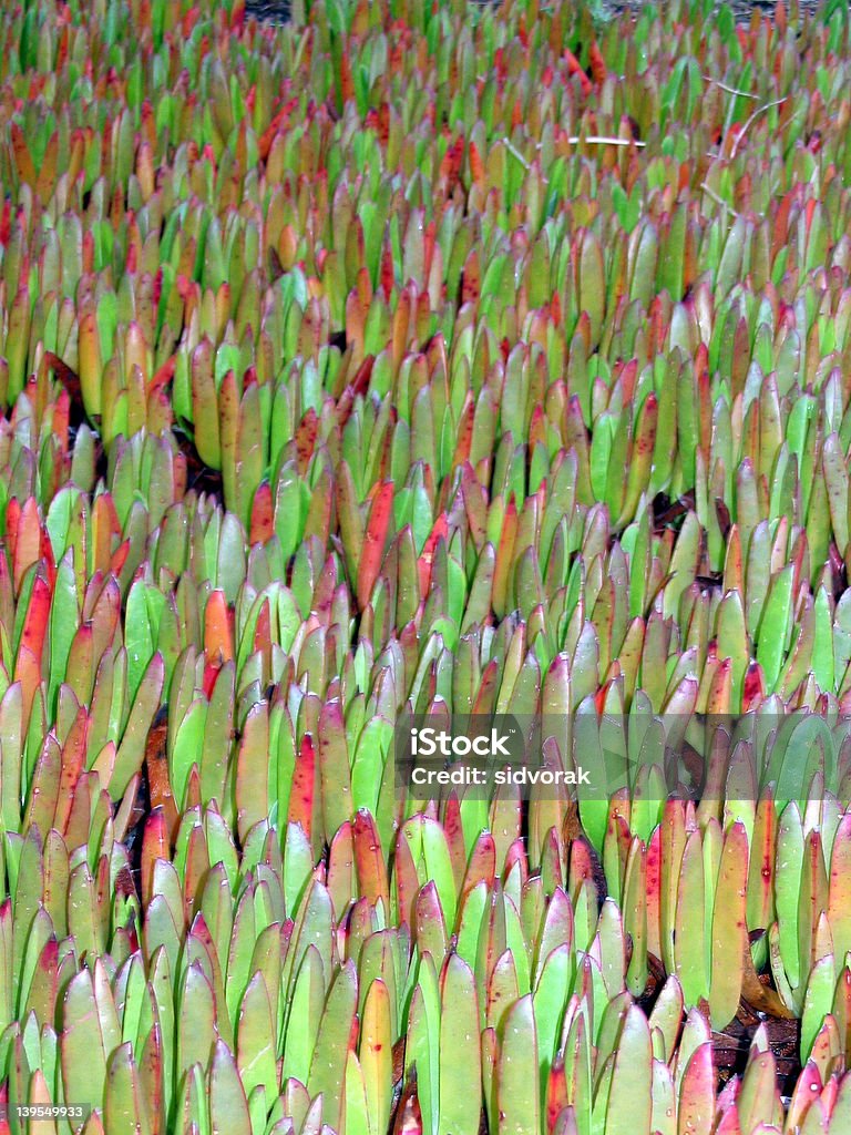 Ice plants Field of iceplant Beach Stock Photo