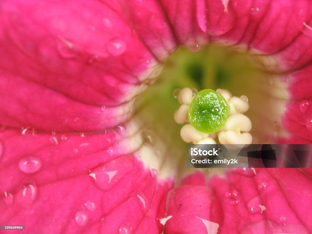 Super macro--Focus il Pistillo - Foto stock royalty-free di Accendere (col fuoco)