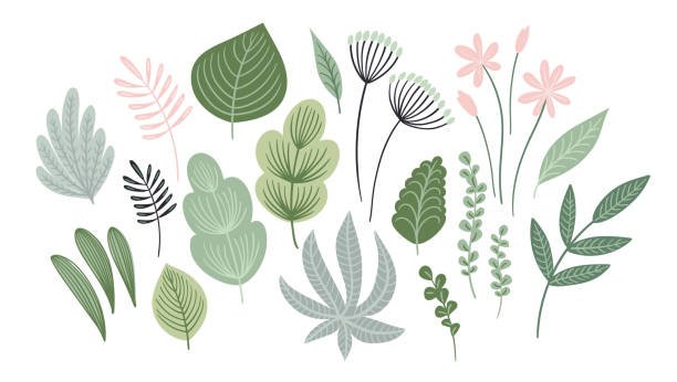 Vector set of abstract leaves, flowers and grass. Clipart, isolated elements. Set of abstract leaves, flowers and grass. Clipart, isolated elements. Vector illustrations. liana stock illustrations