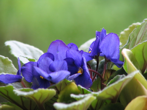 Vinca minor lesser periwinkle ornamental flowers in bloom