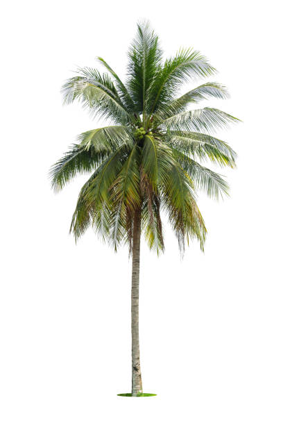 istock Coconut palm tree isolated on white background, Palm Tree Against White Background. 1395500373