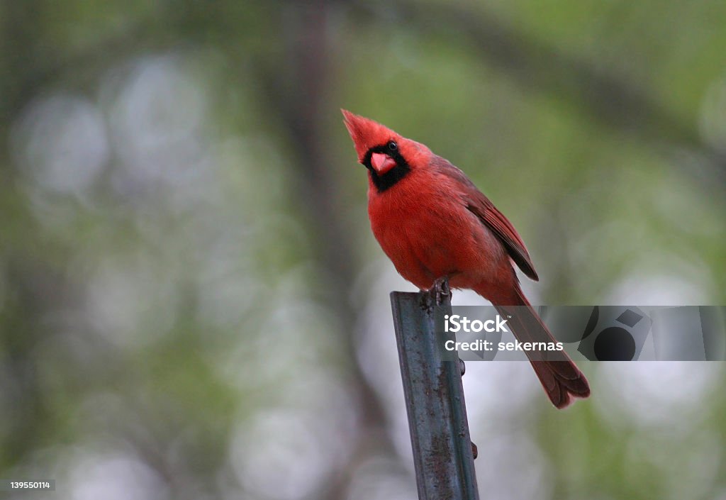 Cardinal - Zbiór zdjęć royalty-free (Czerwony)