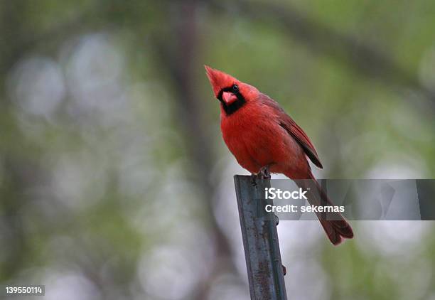 Cardinal - zdjęcia stockowe i więcej obrazów Czerwony - Czerwony, Część ciała zwierzęcia, Dzikie zwierzęta