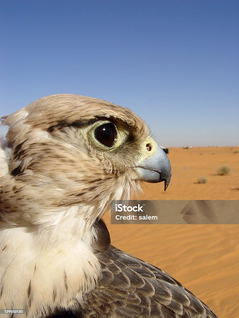 Falcon viso - Foto stock royalty-free di Ambientazione esterna