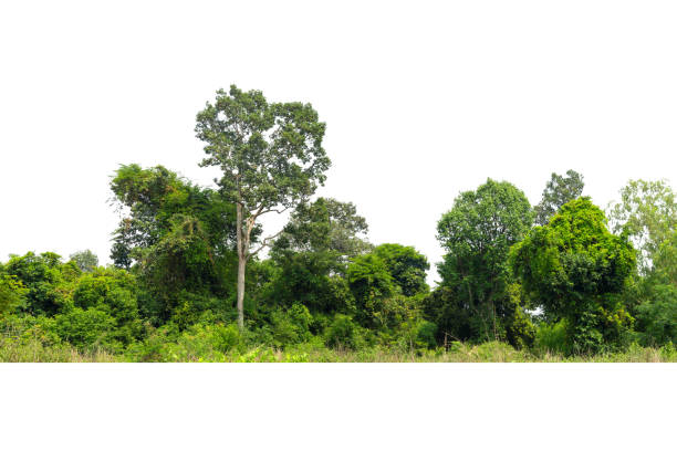 visualizzazione di una treeline ad alta definizione isolata su uno sfondo bianco - alberato foto e immagini stock