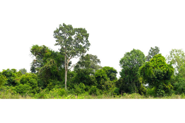 白い背景に分離された高精細ツリーラインのビュー - park forest landscape tree ストックフォトと画像
