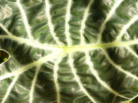 Leaf Rpe Leaf Ripple Stock Photo - Download Image Now - Abstract, Australia ...