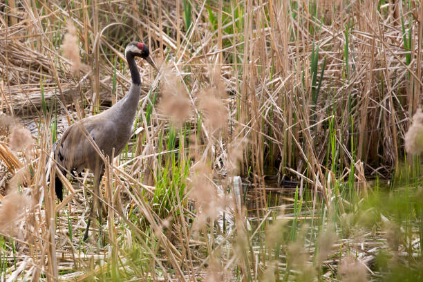 Crane in the wild
