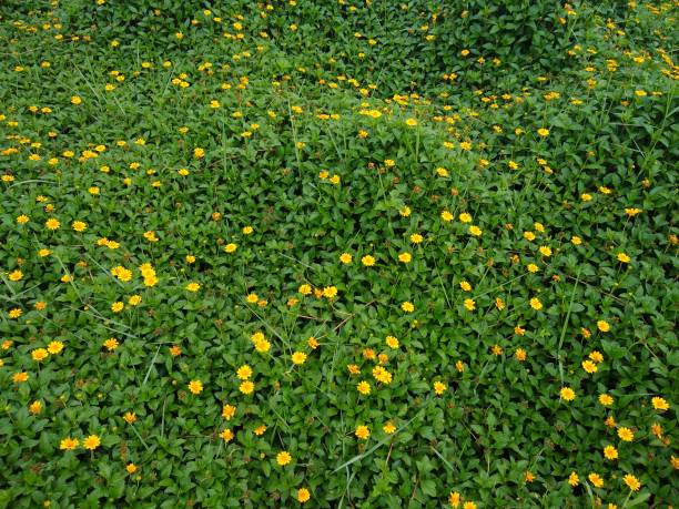 Singapore daisy (Sphagneticola trilobata) or creeping-oxeye plants, yellow flowers, green background Singapore daisy (Sphagneticola trilobata) or creeping-oxeye plants, yellow flowers, green background sphagneticola trilobata stock pictures, royalty-free photos & images