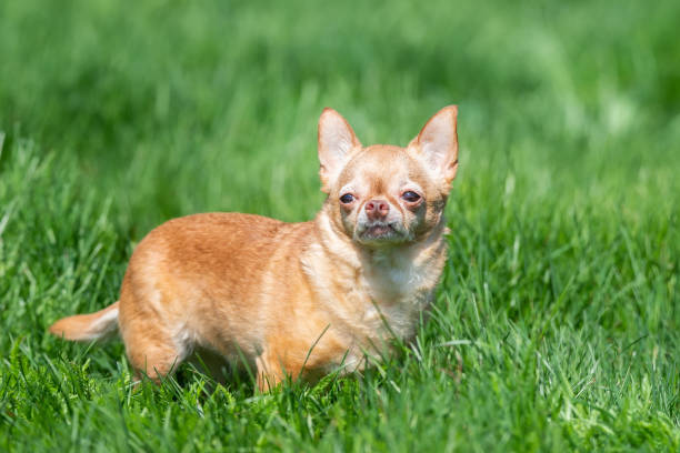 istock Red chihuahua dog siting on green grass. Selective focus. 1395502990