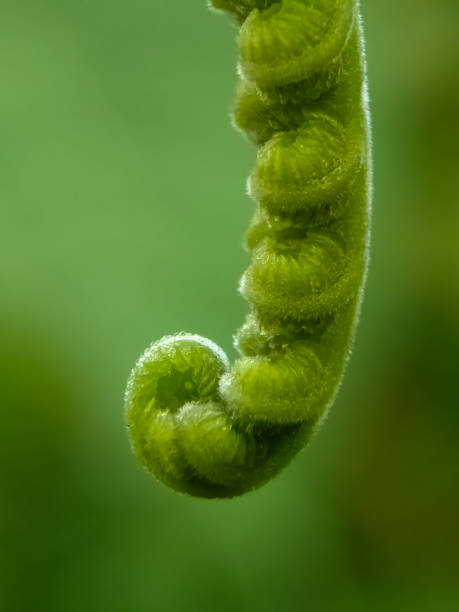 istock Close-up of plants. 1395504197