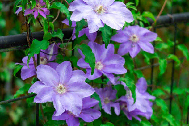 clematis púrpura bonita floreciendo en primavera - clemátide fotografías e imágenes de stock