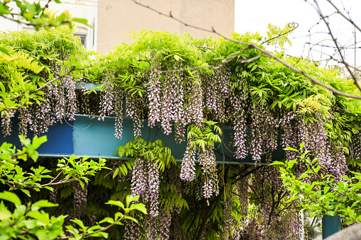 Colorful Wisteria climbing plant hanging in a garden