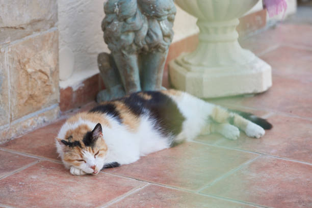 A cat with an open mouth sleeps on a tile on a hot day.