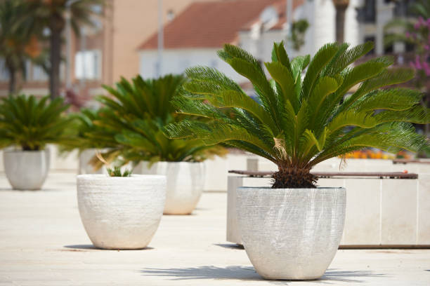 Cycas palm tree in large pots outside stock photo