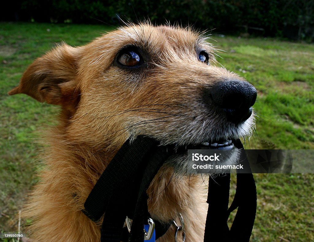 Perro con cable - Foto de stock de Aire libre libre de derechos