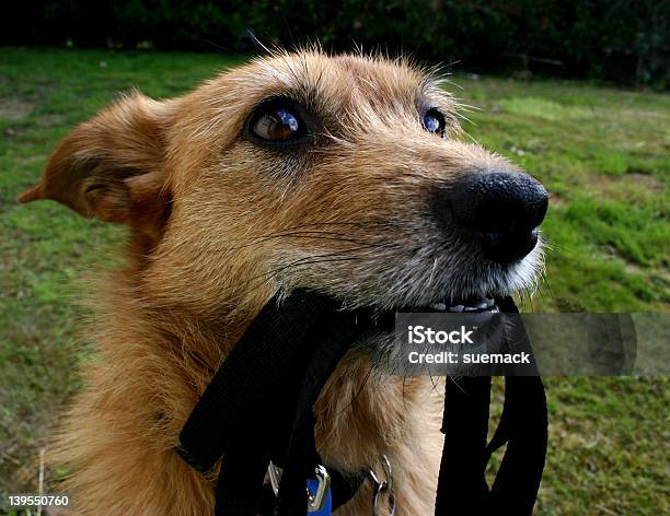 Cane Con Piombo - Fotografie stock e altre immagini di Ambientazione esterna - Ambientazione esterna, Animale, Animale da compagnia