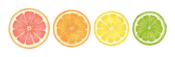 акварельные цитрусы. грейпфрут, апельсин, лимон и лайм. - grapefruit fruit freshness pink stock illustrations