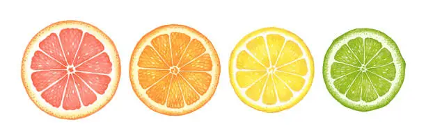Vector illustration of Watercolor citruses. Grapefruit, orange, lemon and lime.