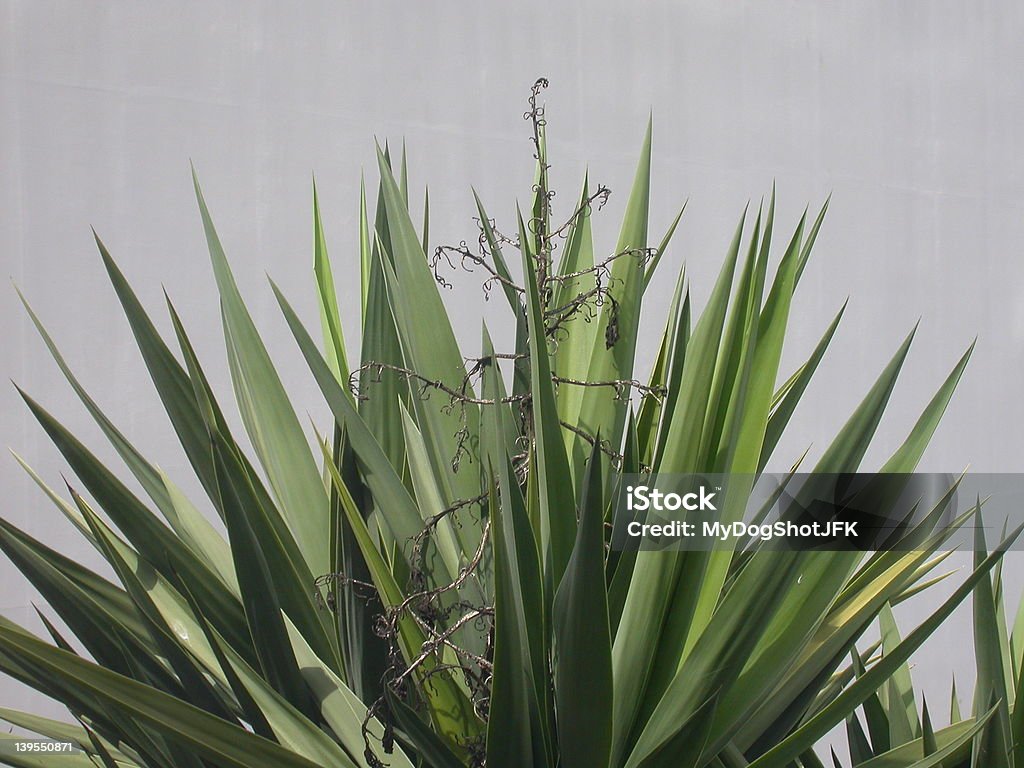 Crazy Plant Crazy plant, doing some crazy things.    Cactus Stock Photo