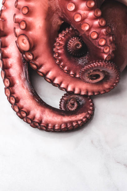istock Octopus. Octopus tentacles on the white background, close-up 1395509790
