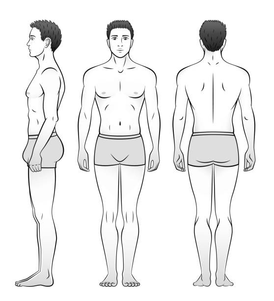 A man in underwear is seen from the front, side and back. Black and white. A man in underwear is seen from the front, side and back. Black and white. human back stock illustrations