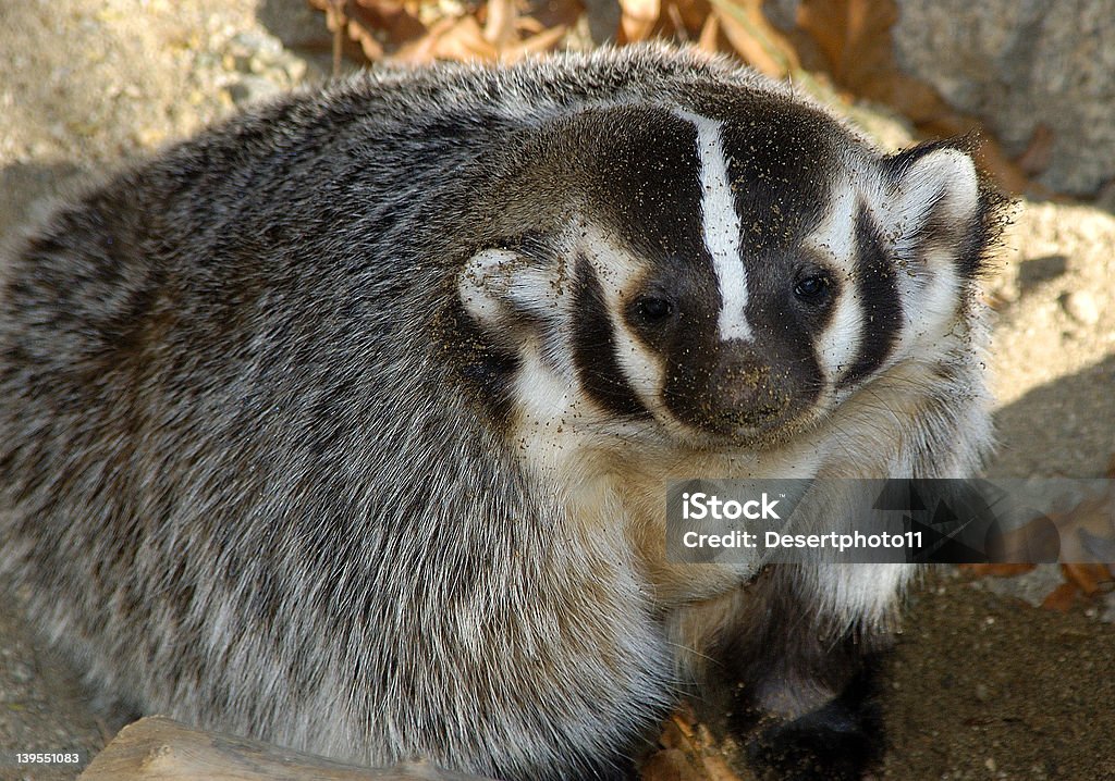 Arrêt Badgering-moi&nbsp;! - Photo de Animaux à l'état sauvage libre de droits