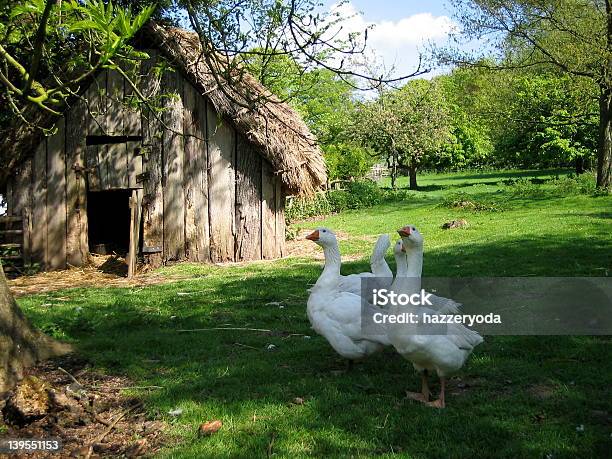 Rural Scene Farmyard Stock Photo - Download Image Now - Normandy, Pasture, Valley