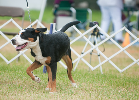 Greater Swiss Mountain Dog competing in conformation event