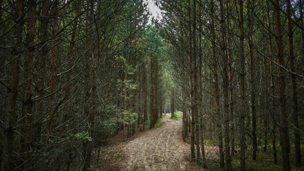 istock Dried up dense coniferous forest with a sandy path in the middle 1395511672