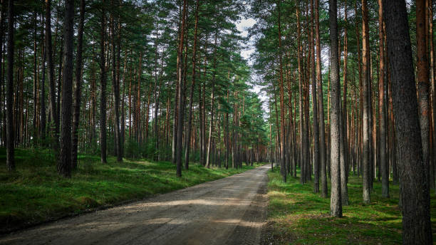 istock The sandy road divides the dense coniferous forest into two parts. 1395511682