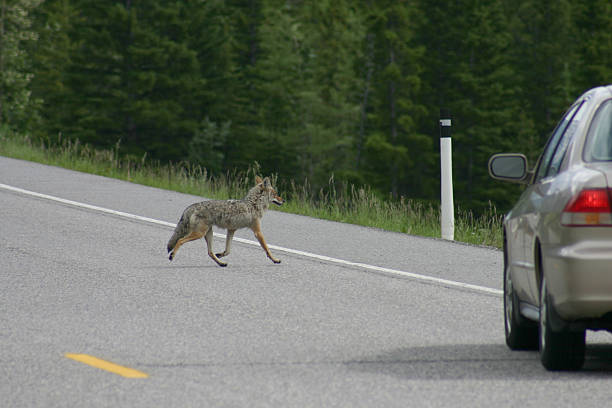 istock Coyote crossing the road 139551169