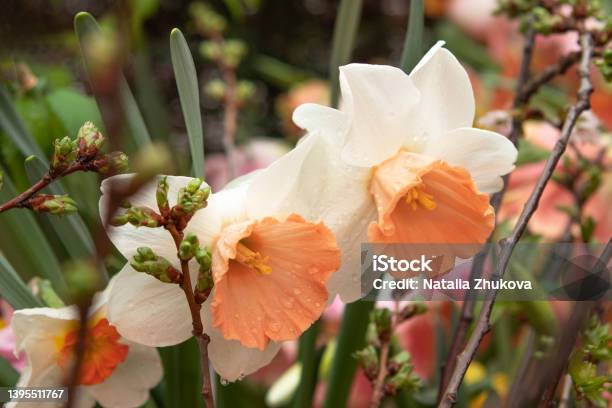 Spring Daffodils Flowers In The Garden Stock Photo - Download Image Now - Daffodil, White Color, Narcissus - Mythological Character