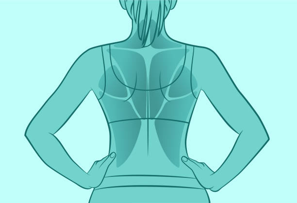 Female back muscles stock illustration. Illustration of woman - 34775620