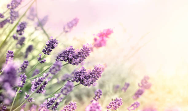 istock Selective and soft focus on lavender flower, flowering beautiful flower 1395513659