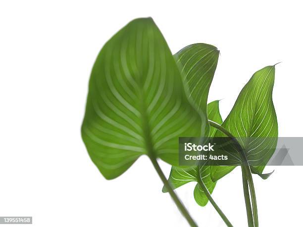 Calla Quatro - Fotografias de stock e mais imagens de Ao Ar Livre - Ao Ar Livre, Calla - Planta, Chuva