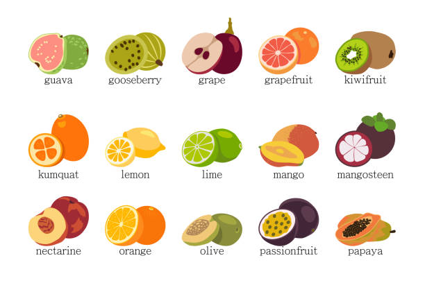 ilustraciones, imágenes clip art, dibujos animados e iconos de stock de conjunto de frutos vectoriales. - nectarine