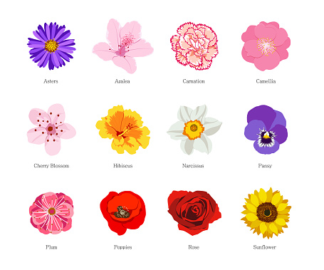 Set of different flowers on white background.