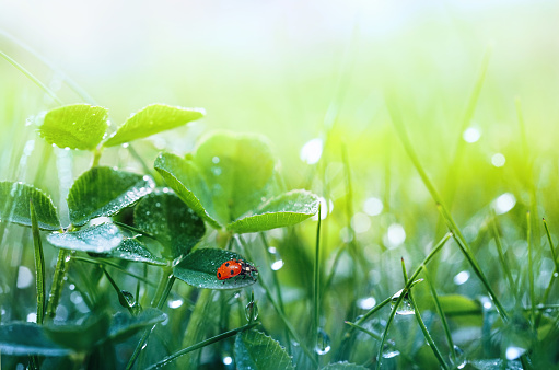 Beautiful nature background with morning fresh grass and ladybug. Grass and clover leaves in droplets of dew outdoors in summer or spring close-up macro. Template for design.