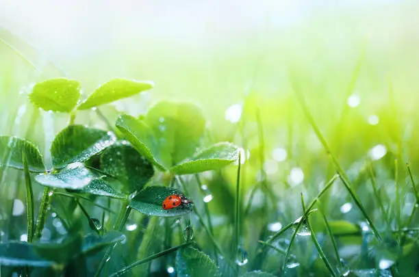 Photo of Grass and clover leaves in droplets of dew outdoors.