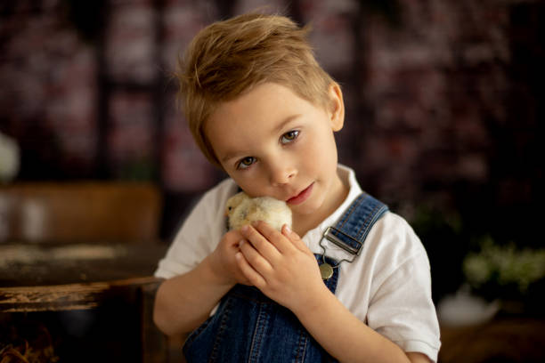 süßes kind zu hause mit kleinen neugeborenen küken, genießendes, süßes kind und tierfreund im sonnigen zimmer - baby chicken human hand young bird bird stock-fotos und bilder