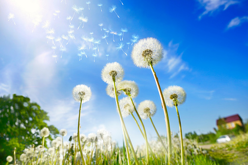 Lot of dandelions close-up on nature in spring against backdrop of summer house and blue sky. The wind blows away seeds of dandelions, template for summer vacations on nature.